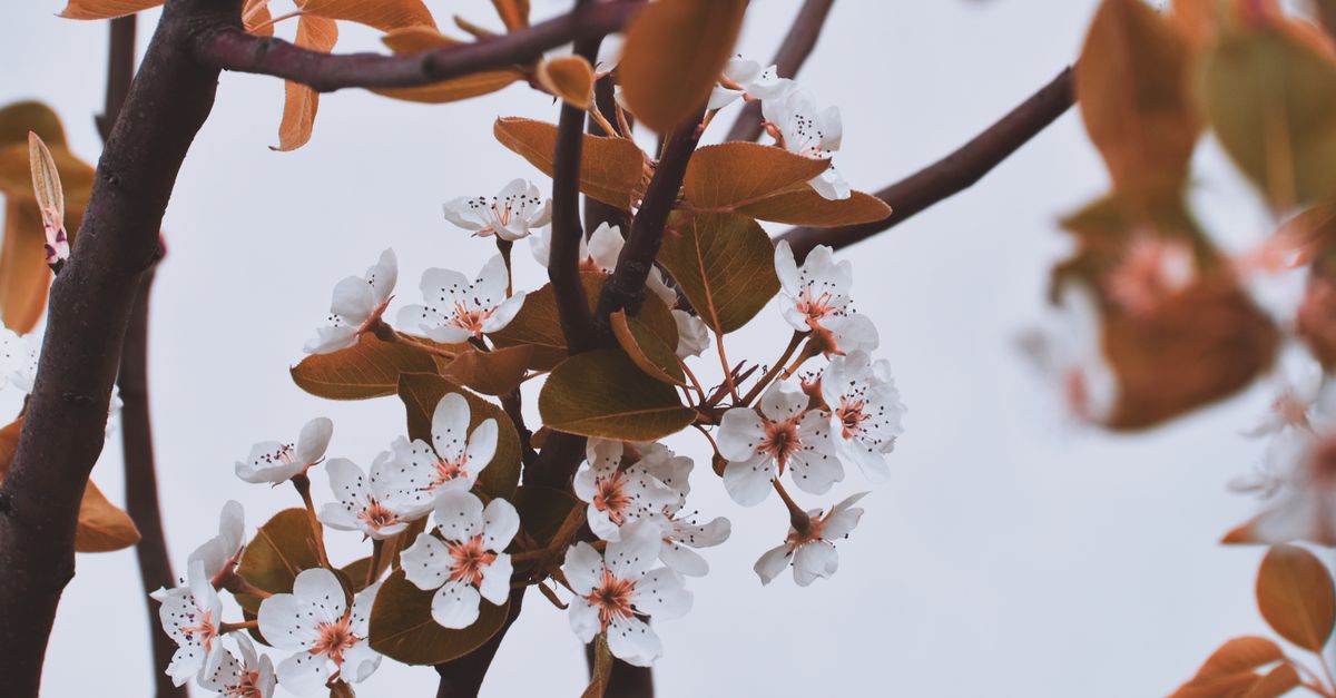White cherry blossoms on a tree branch signaling the arrival of spring.